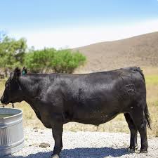 It is time to order your bulk beef.  It will be ready for delivery or pick up start of 2026
